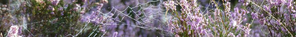 Photo credit: FZ020332 Dew on spiderwebs in heather (Calluna vulgaris).jpg